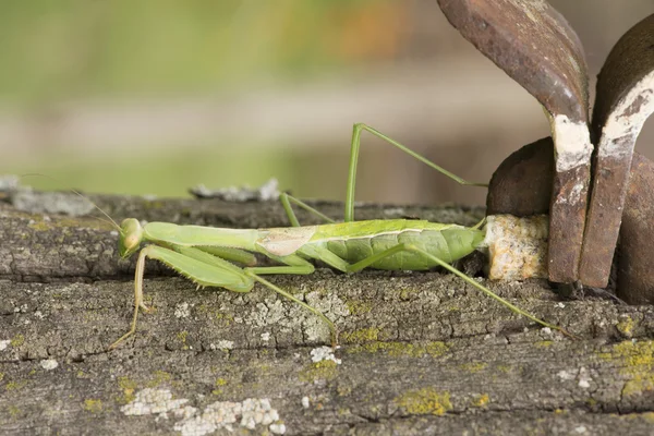 Praying Mantis Nest — Stock Photo, Image