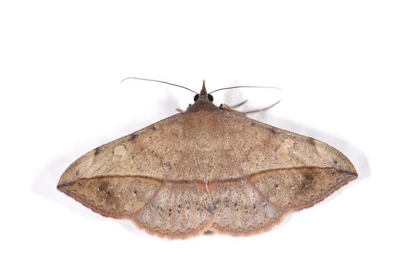 Moth — Stock Photo, Image