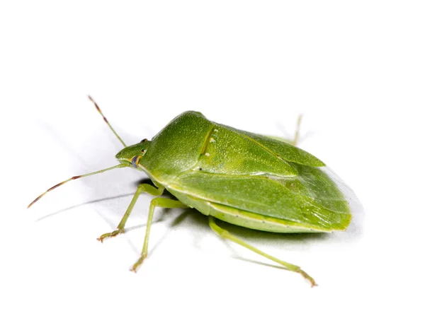 Verdes fedor bug — Fotografia de Stock