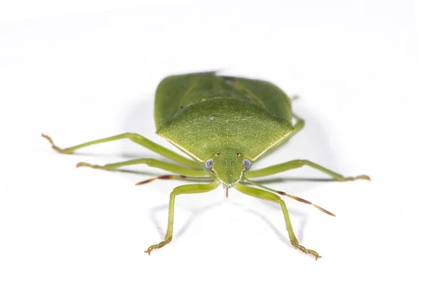 Grüne Stinkwanze — Stockfoto