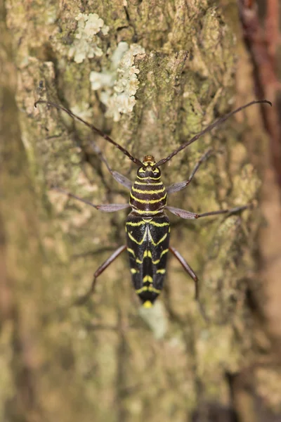 イナゴの穴あけ器甲虫 — ストック写真