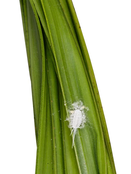 Female Mealybug