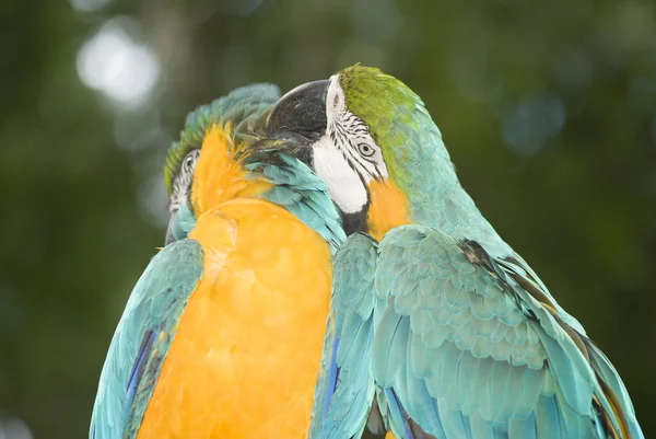 Blue-and-yellow Macaw — Stock Photo, Image