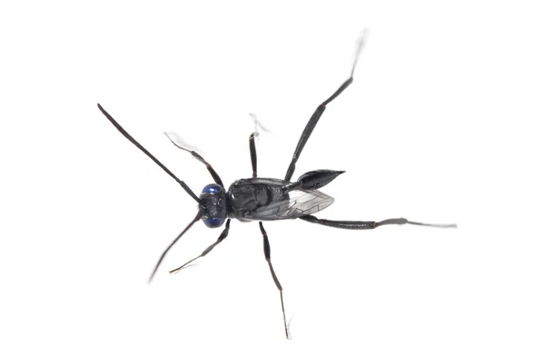 Ensign Wasp - Evania Appendigaster — Stock Photo, Image