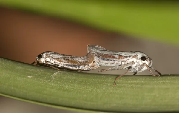 Leafhopper 짝짓기 — 스톡 사진