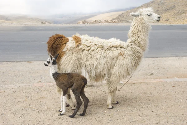 Lama und Junge — Stockfoto