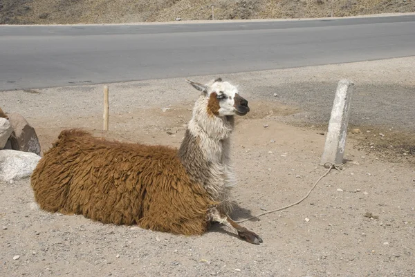 Oturan Lama — Stok fotoğraf