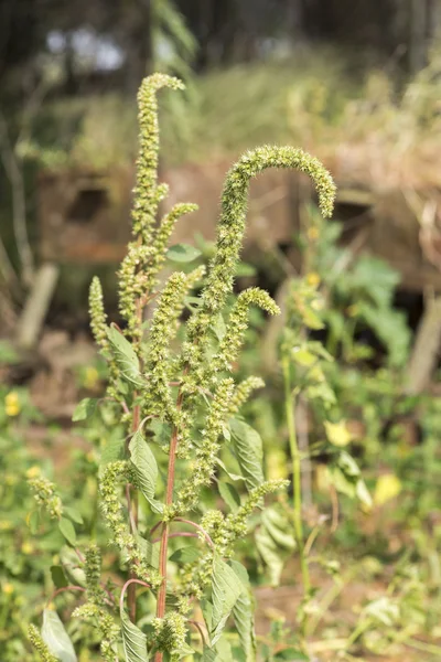 Pigweed Amaranthus quitensis — Stock Photo, Image