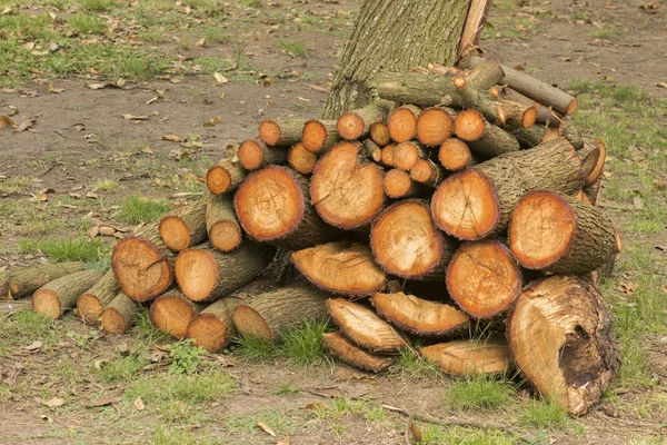 Pine Firewood — Stock Photo, Image