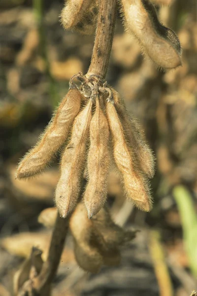 Soja bönor skida — Stockfoto