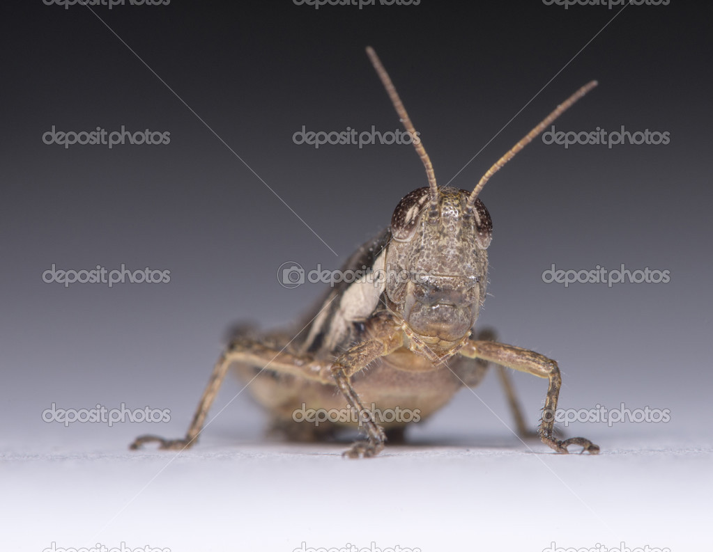 Small Locust