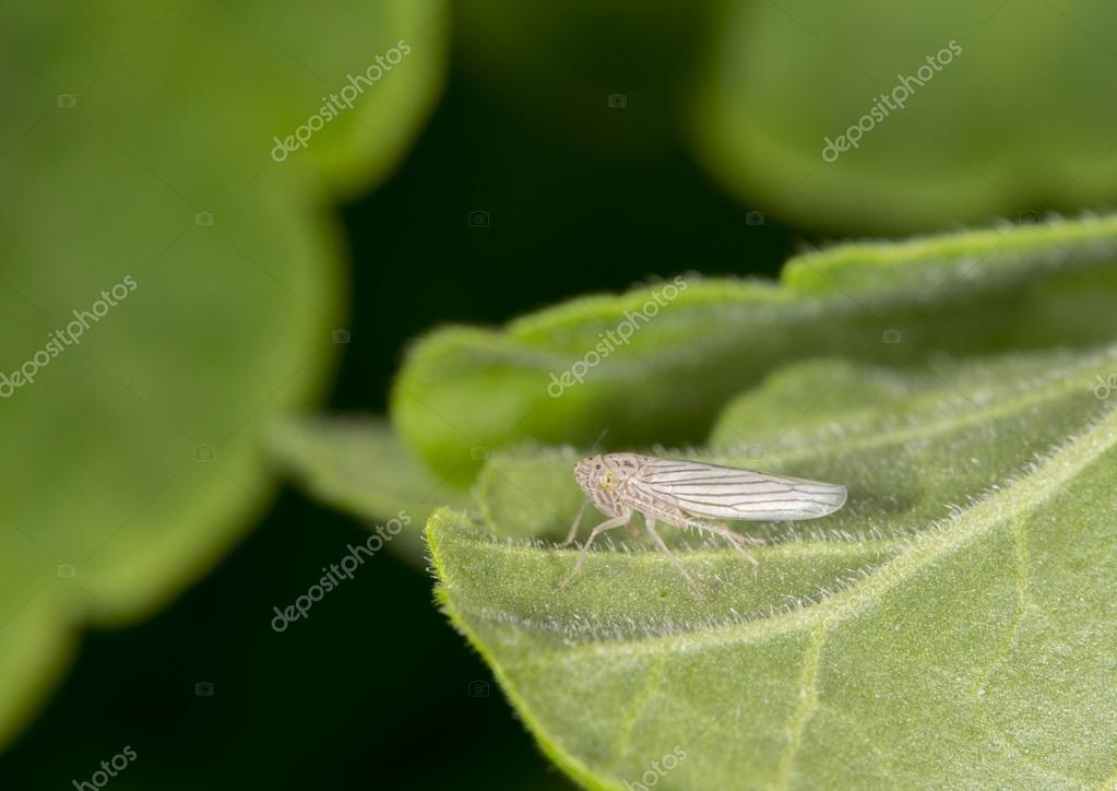 Planthopper Vs Leafhopper
