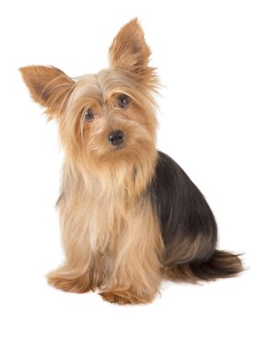Yorkshire Terrier köpeği.
