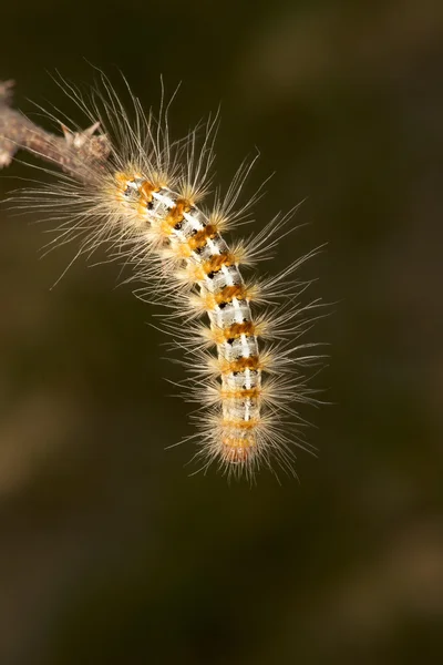 Hairy Caterpillar — Stock Photo, Image