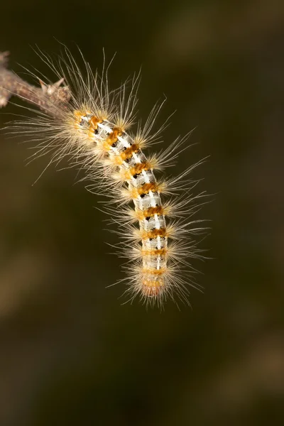 Harige caterpillar — Stockfoto