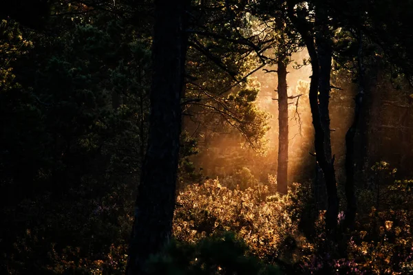 Kaunis Auringonnousu Metsässä — kuvapankkivalokuva