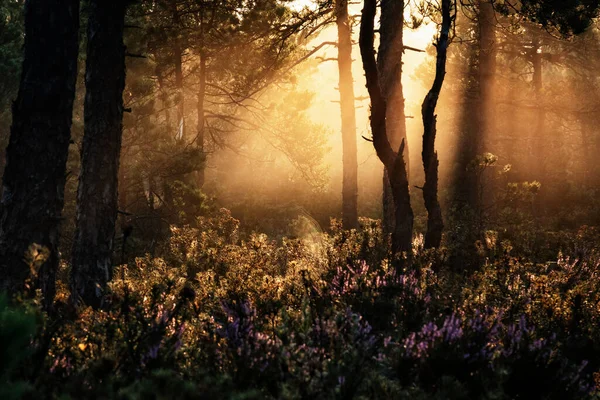 Kaunis Auringonnousu Metsässä — kuvapankkivalokuva