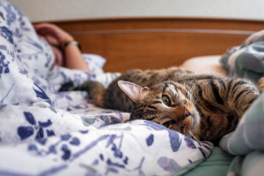 Klasik bir tekir kedinin portresi