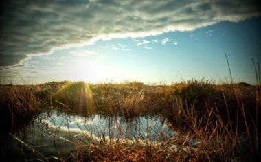 Estonya 'daki bataklık manzarası harika.