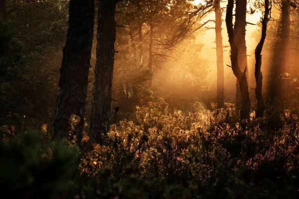 Hermoso Amanecer Bosque — Foto de Stock