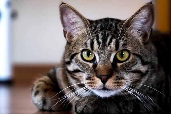 Портрет Классической Табби Кошки — стоковое фото