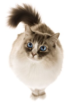 kedi beyaz arkaplanda izole edildi