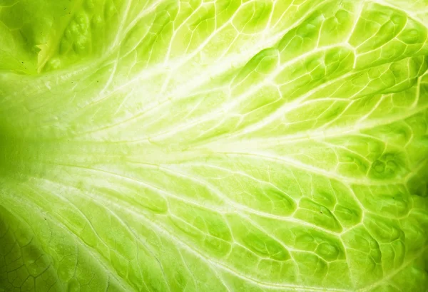 Textura macro de hojas de lechuga verde —  Fotos de Stock