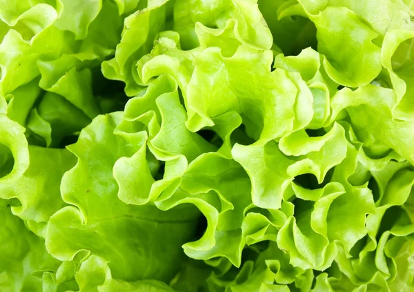 Свежий салат из зеленого салата — стоковое фото