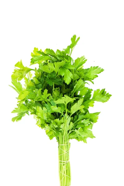 Bouquet of parsley isolated on white background. — Stock Photo, Image