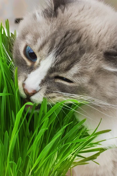 bir çim çiğneme kedi