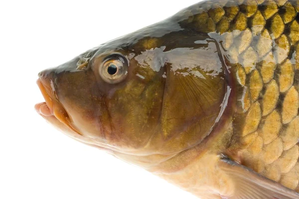 Beyaz arkaplanda izole edilmiş balık