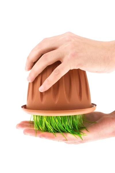The hands holding a pot with grass (isolated on the white). — Stock Photo, Image