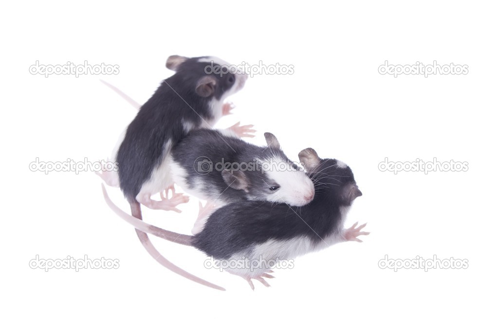 Rats isolated on white background