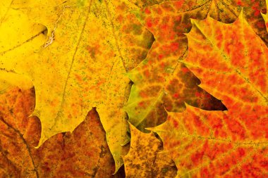 düşen sonbahar yaprakları arka plan çok renkli