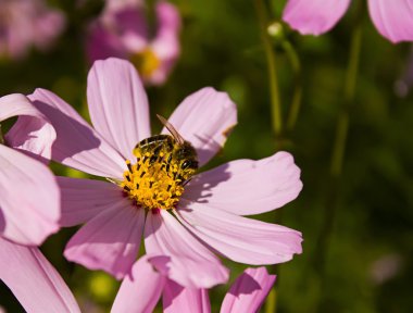 bir çiçek nektarı arı arar