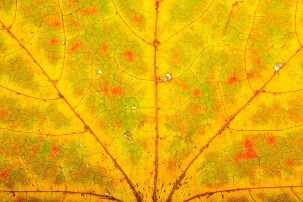 Кленовая текстура осеннего листа — стоковое фото