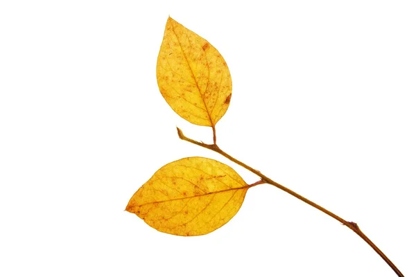 son kalan beyaz bir arka plan üzerinde izole dalı sonbahar yaprakları