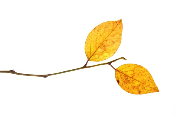 秋天的树叶被隔绝在白色背景上的分支上的最后一 — 图库照片
