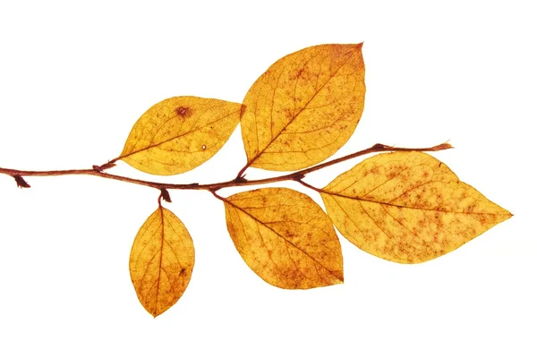 Τελευταία από το φθινόπωρο τα φύλλα σε κλάδο απομονωθεί σε λευκό φόντο — Φωτογραφία Αρχείου