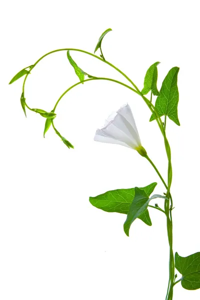 Planta con la flor blanca y hojas verdes aisladas sobre fondo blanco —  Fotos de Stock