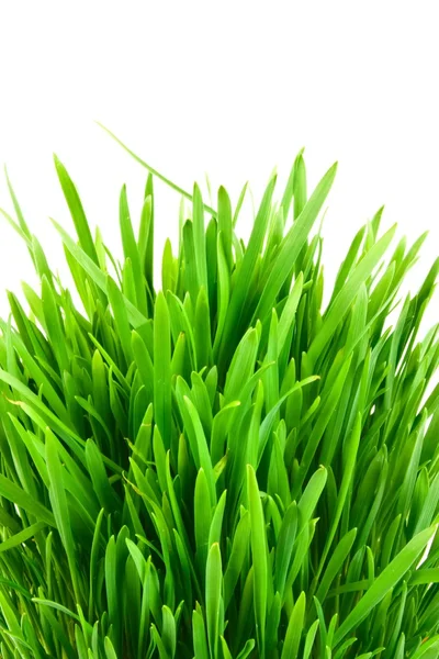 Green grass isolated on white background — Stock Photo, Image