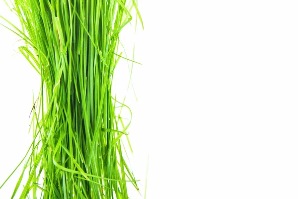 Green grass isolated on white background — Stock Photo, Image