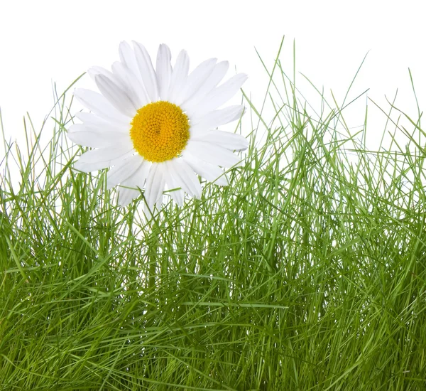 카밀레와 흰색 배경에 고립의 잔디 — 스톡 사진