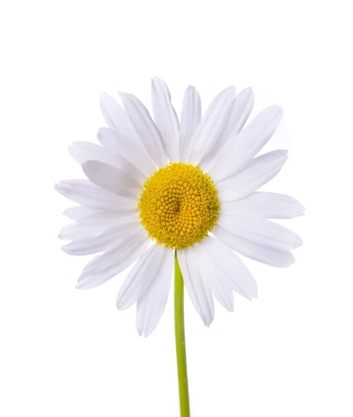 Camomile beyaz arkaplanda izole edildi