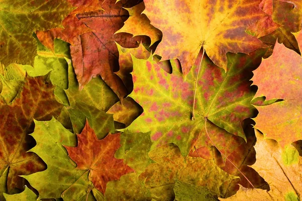 Multi-színes bukott őszi levelek háttér Stock Kép
