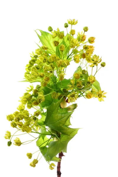 Zöld növény elszigetelt fehér háttér Stock Kép