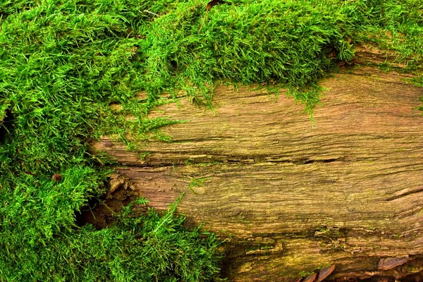 ağaç üzerinde yosun