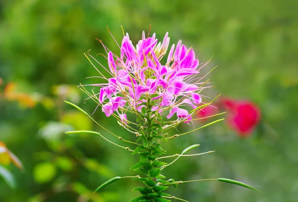 Flor — Fotografia de Stock