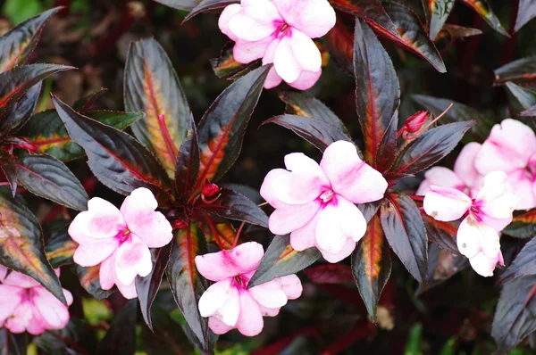 Flor — Foto de Stock