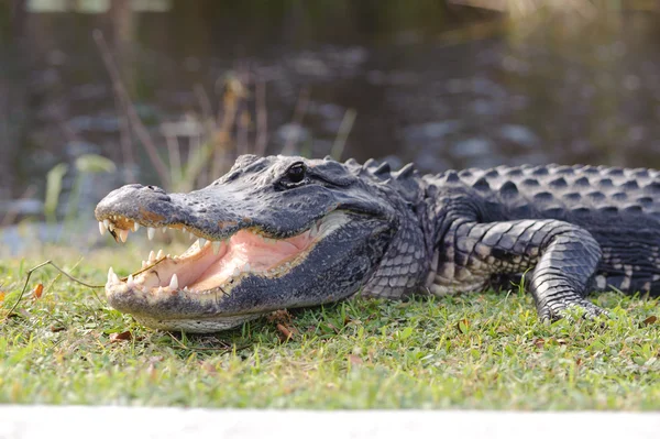 Aggressiva alligator — Stockfoto